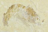 Two Cretaceous Fossil Shrimp - Lebanon #123944-3